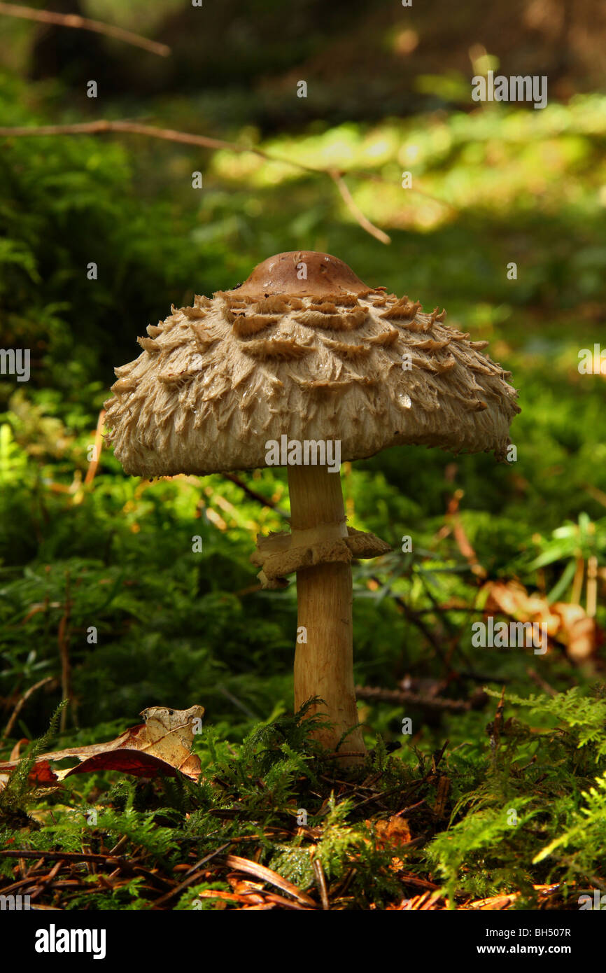 A shaggy parasol mushroom (Lepiota rhacodes) growing through moss in woodland. Stock Photo