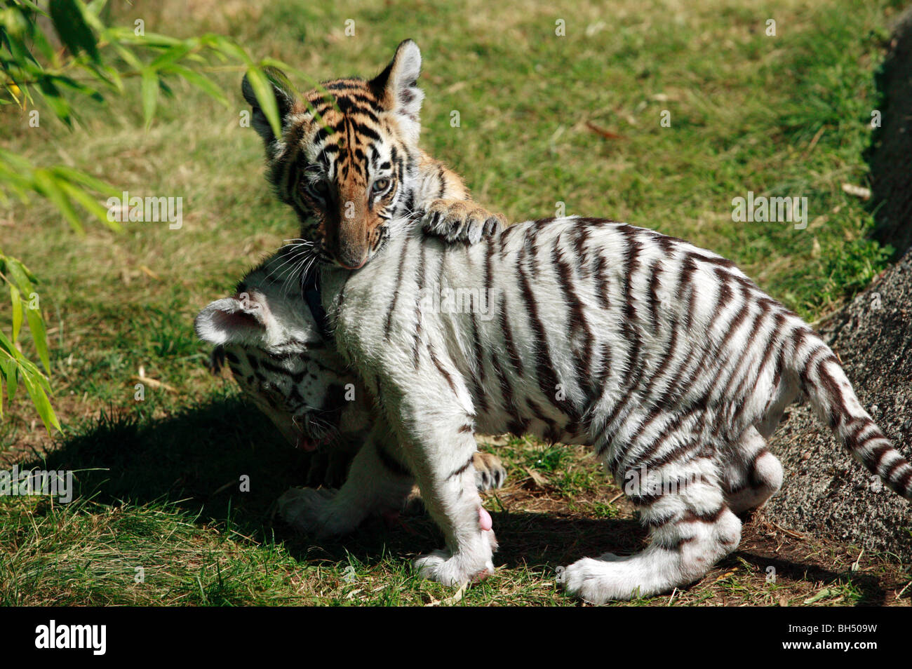 Two young Bengal Tiger Cubs play-fighting at Cougar Mountain Zoo Stock  Photo - Alamy