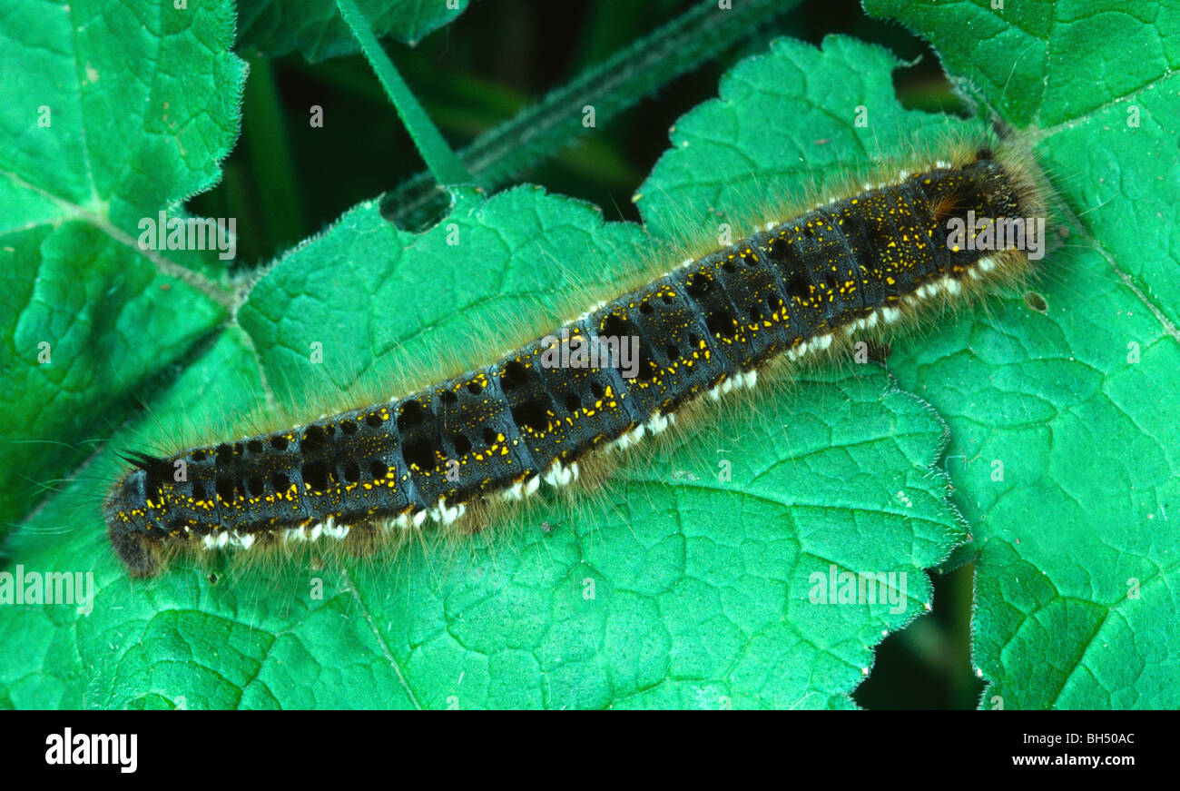 Close-up of a Drinker moth larva (Philudoria potatoria) in its late stage of development. Stock Photo