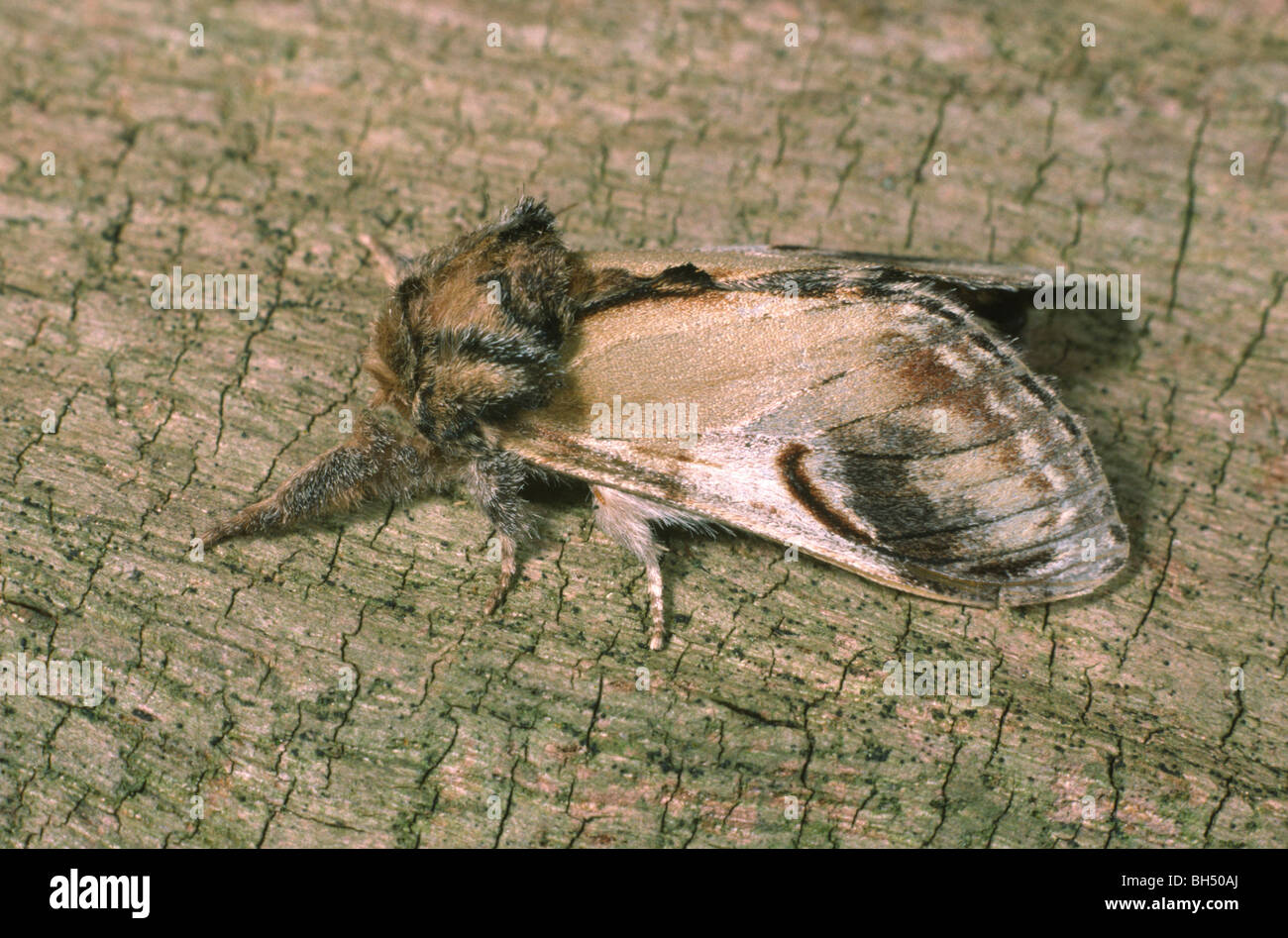 Close-up of a Pebble prominent moth (Notodonta ziczac) resting on a tree branch in a woodland. Stock Photo