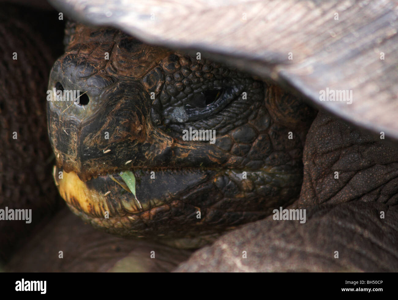 Galapagos giant tortoises (Geochelone spp) face after a meal of grass at Puerto Ayora Highlands, Santa Cruz Island. Stock Photo