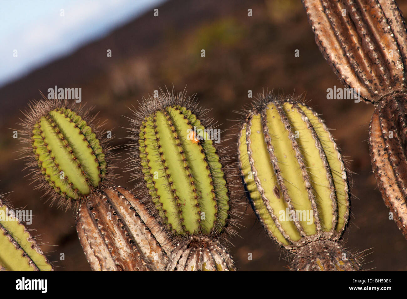 Candelabra cactus (Jasminocereus thouarsii Stock Photo Alamy