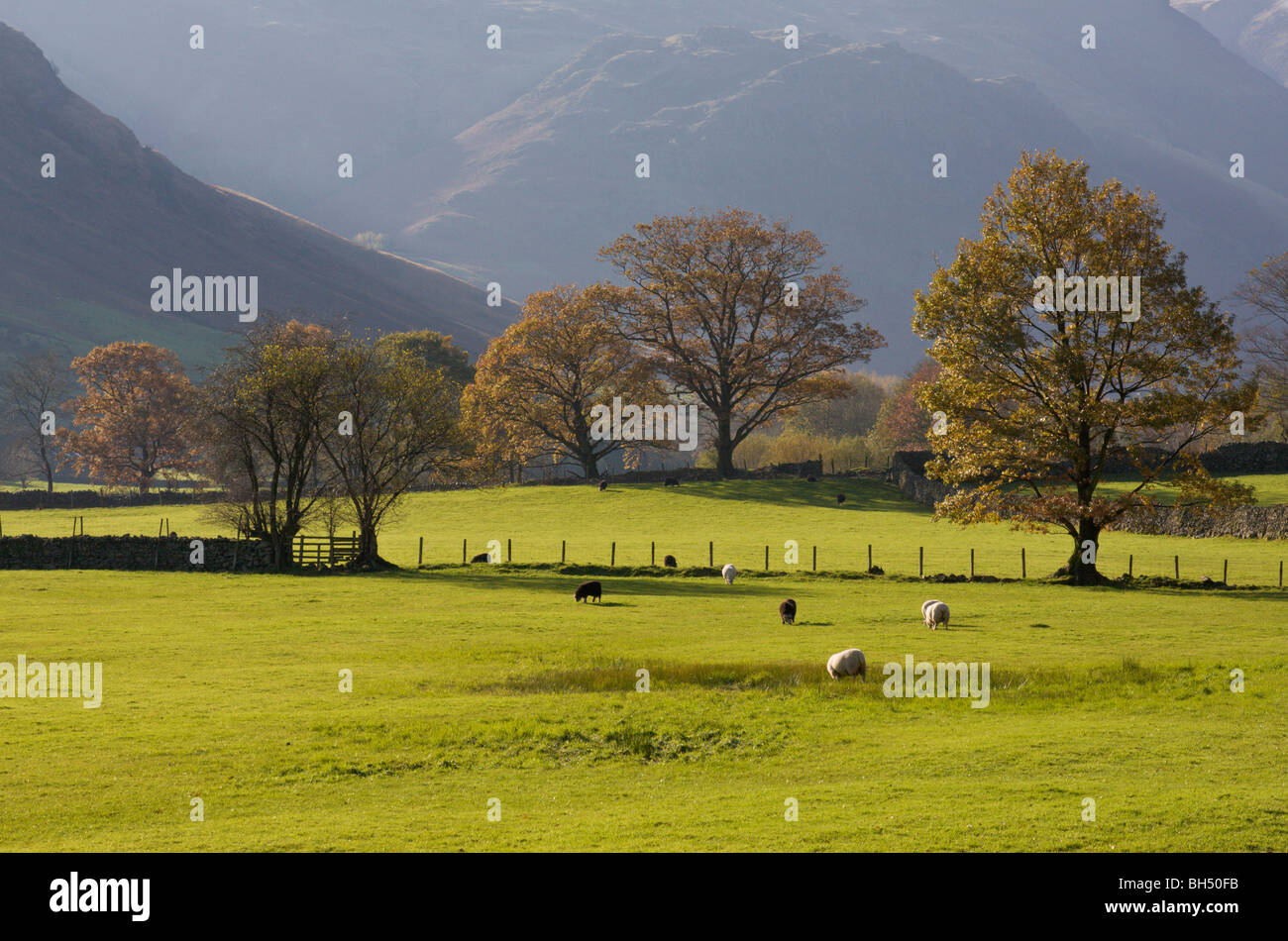 Fields with grazing sheep in Great Langdale at the Lake District. Stock Photo