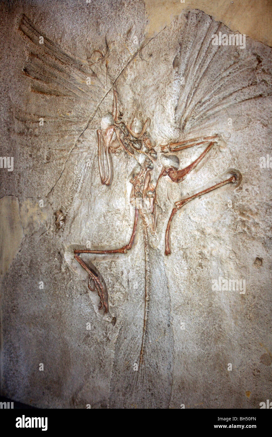 Archaeopteryx Cast From Solnhofen Limestone, Bavaria Stock Photo Alamy
