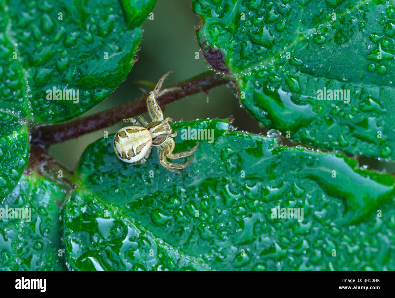 crab spider Xysticus cristatus Stock Photo