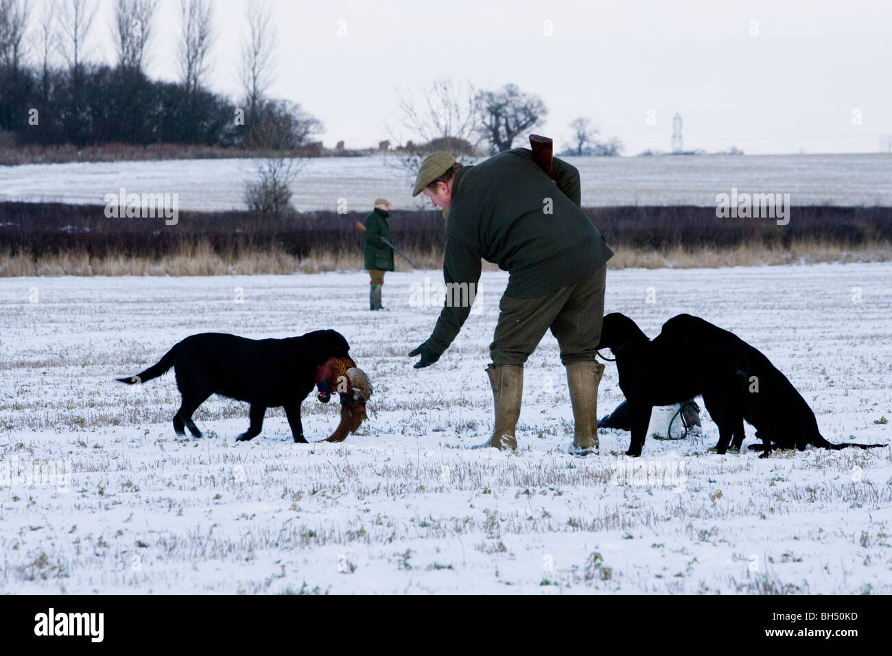 Black Labrador retrieving pheasant during shoot. Little Dalby Estate. Leicestershire. United Kingdom. Stock Photo