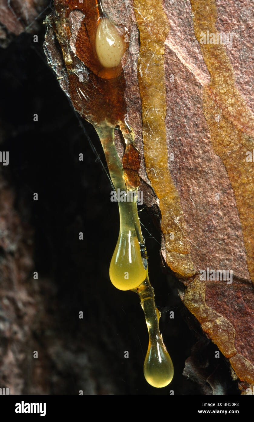 Close-up of sap oozing from a Scots pine tree (Pinus sylvestris Stock ...