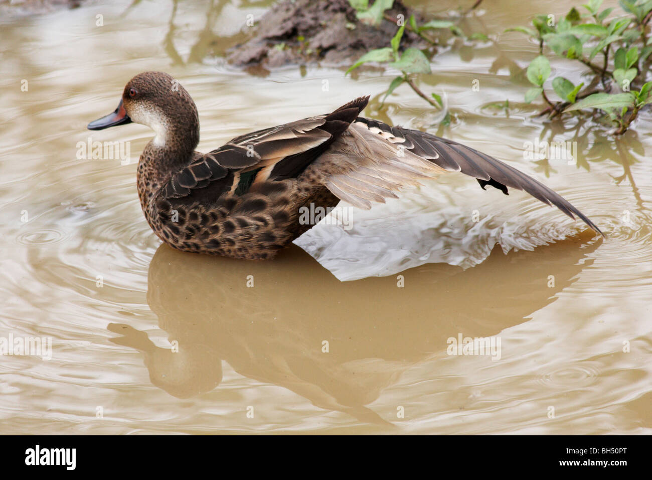 White cheeked pintail (Anas bahamensis galapagensis) stretching his wing at Puerto Ayora Highlands, Santa Cruz Island. Stock Photo