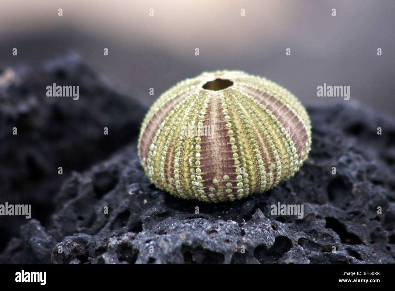 Green sea urchin (Lytechinus semituberculatus) shell on rock at Punta Cormoran, Floreana Island. Stock Photo