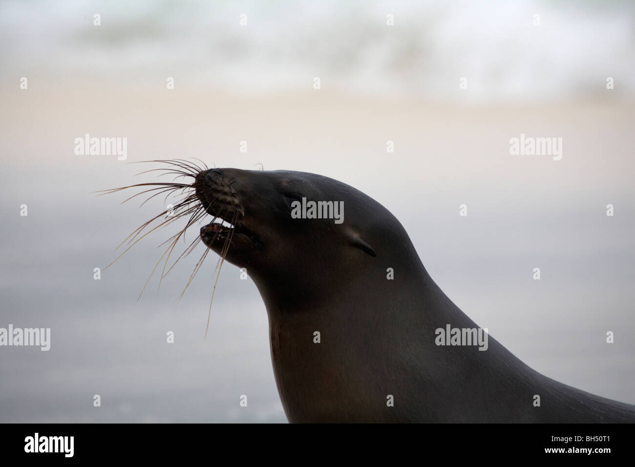 Sea lions (Zalophus wollebacki) Stock Photo