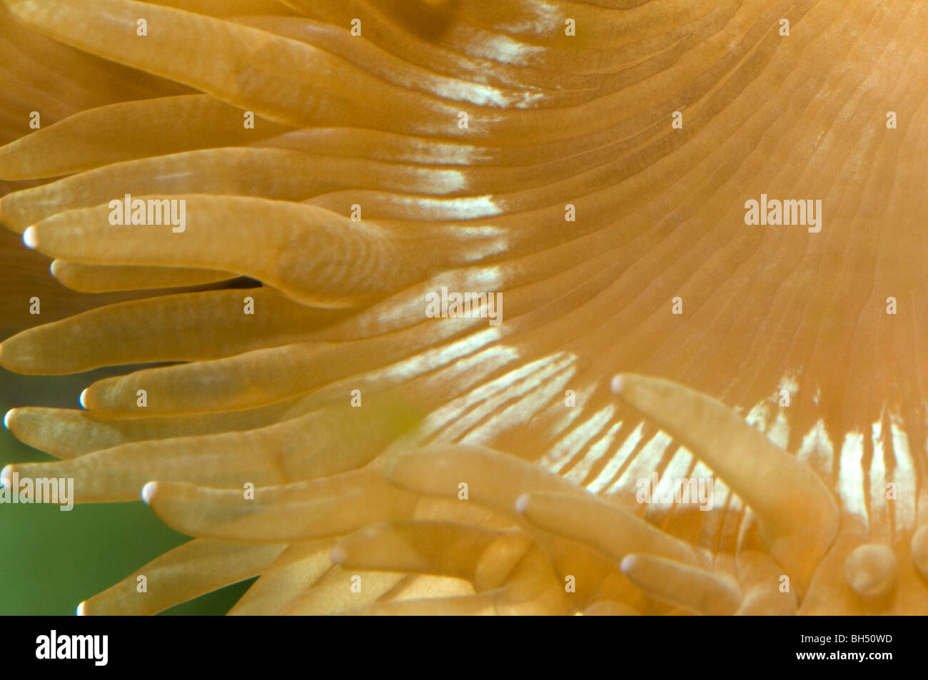 Close-up abstract of a section of sea anemone (Anthropleura species) in an aquarium. Stock Photo