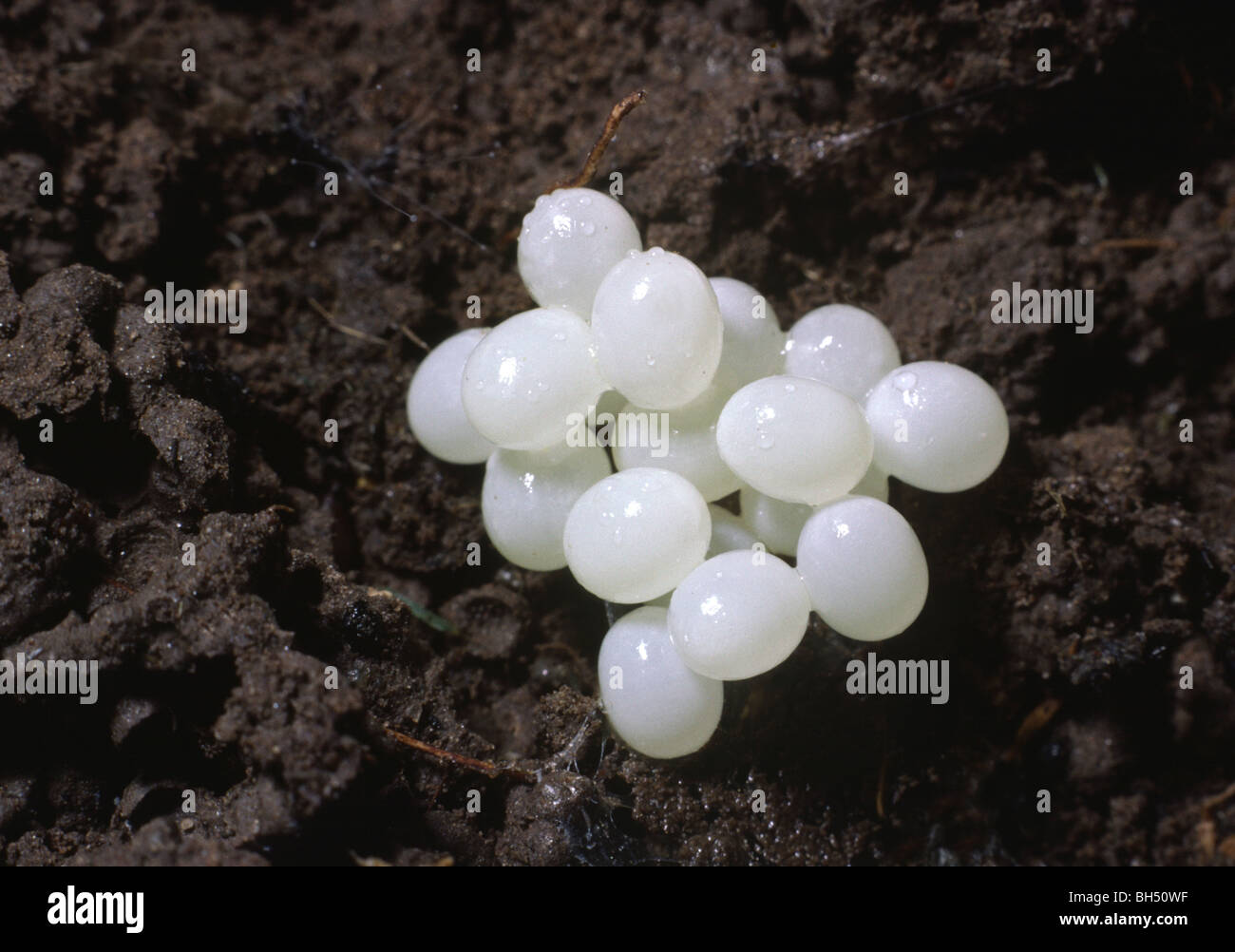 Closeup of a cluster of garden snail eggs (Helix aspersa) unearthed