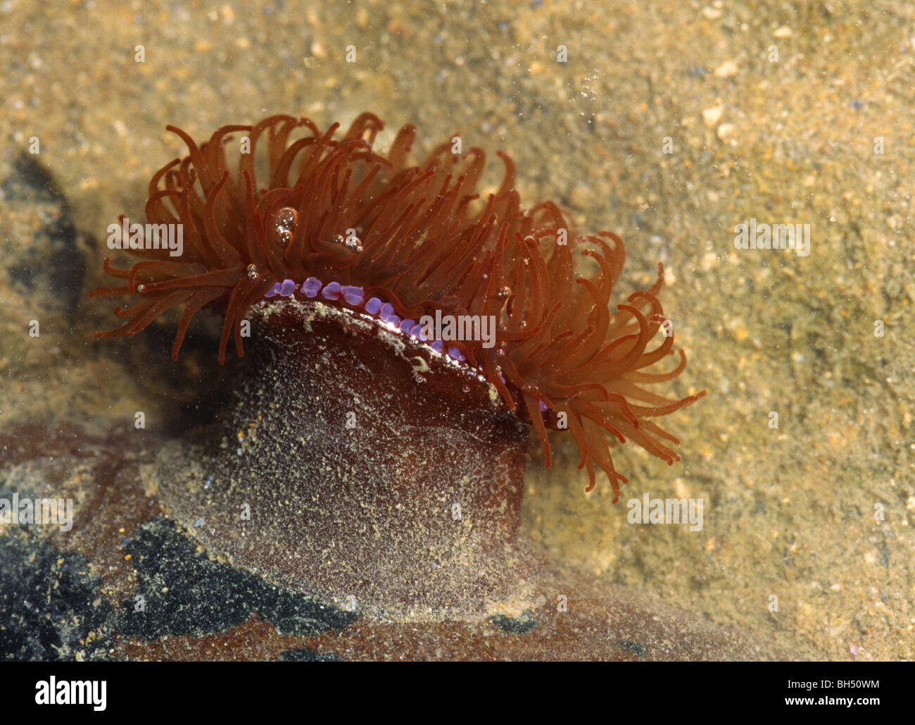 Close-up of a beadlet anemone (Actinia equine) attached to a rock in a rock pool. Stock Photo