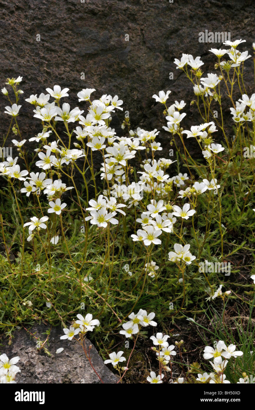 Mossy saxifrage (Saxifraga hypnoides) Stock Photo