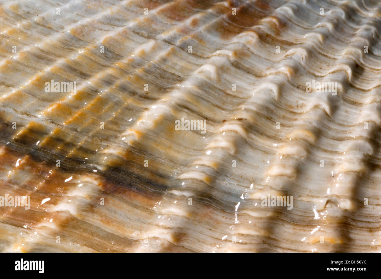 Close-up abstract of a common piddock shell (Pholas dactylus) on Hunstanton beach. Stock Photo