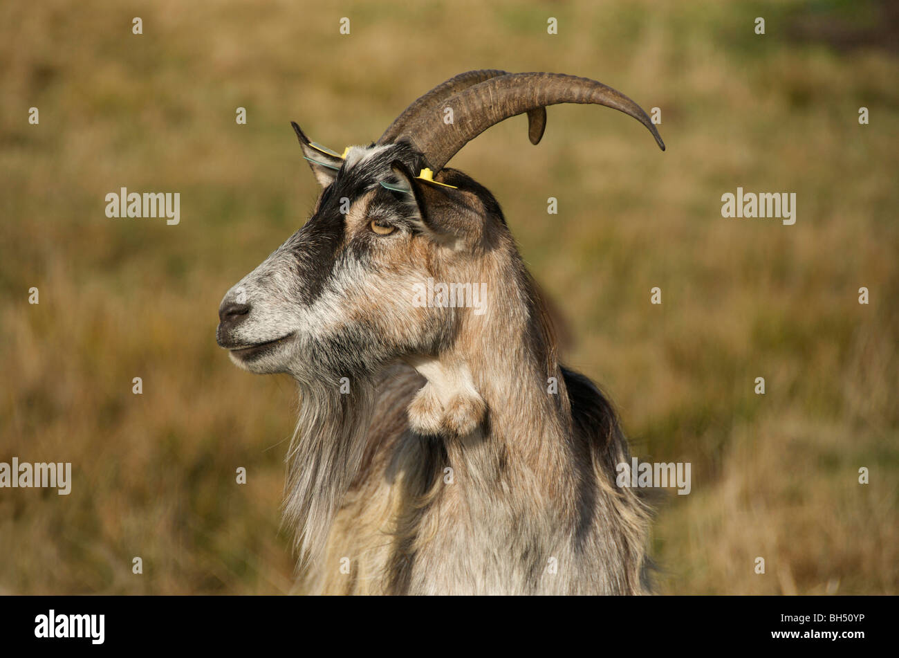 Close up of billy goat in a field Stock Photo