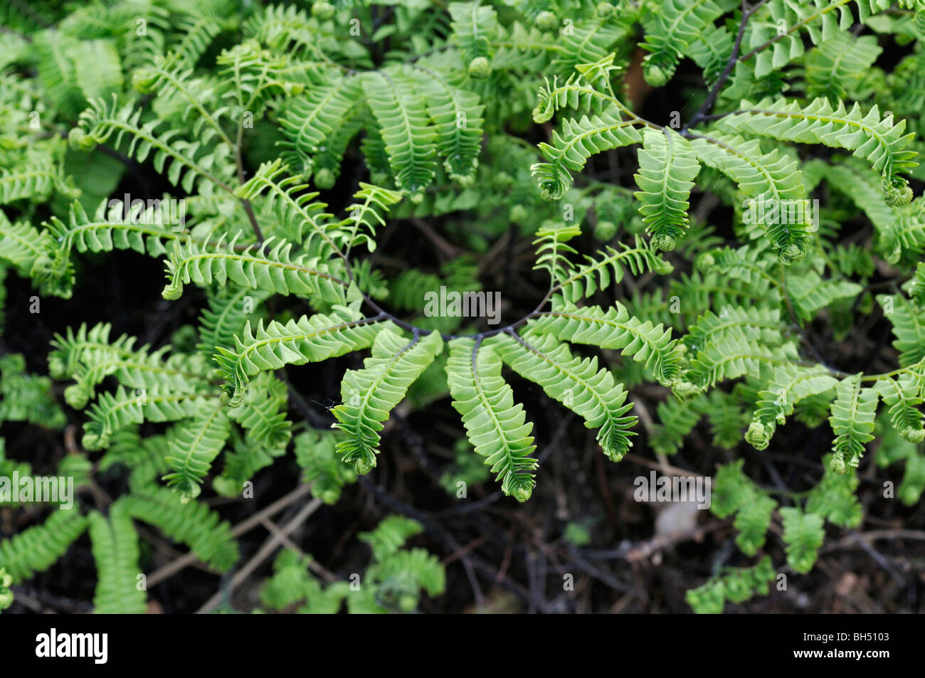 Northern maidenhair fern (Adiantum pedatum var. aleuticum) Stock Photo