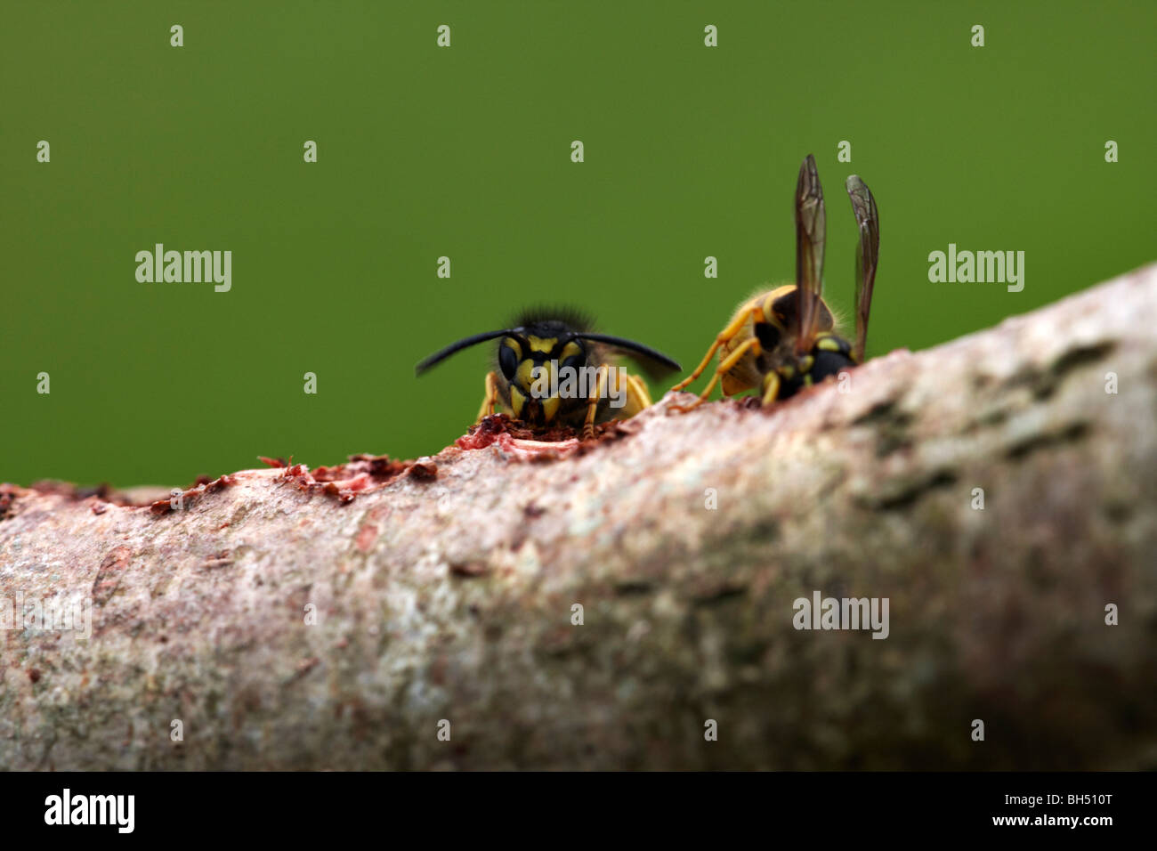 Common wasps (Vespula vulgaris) feeding on log. Stock Photo
