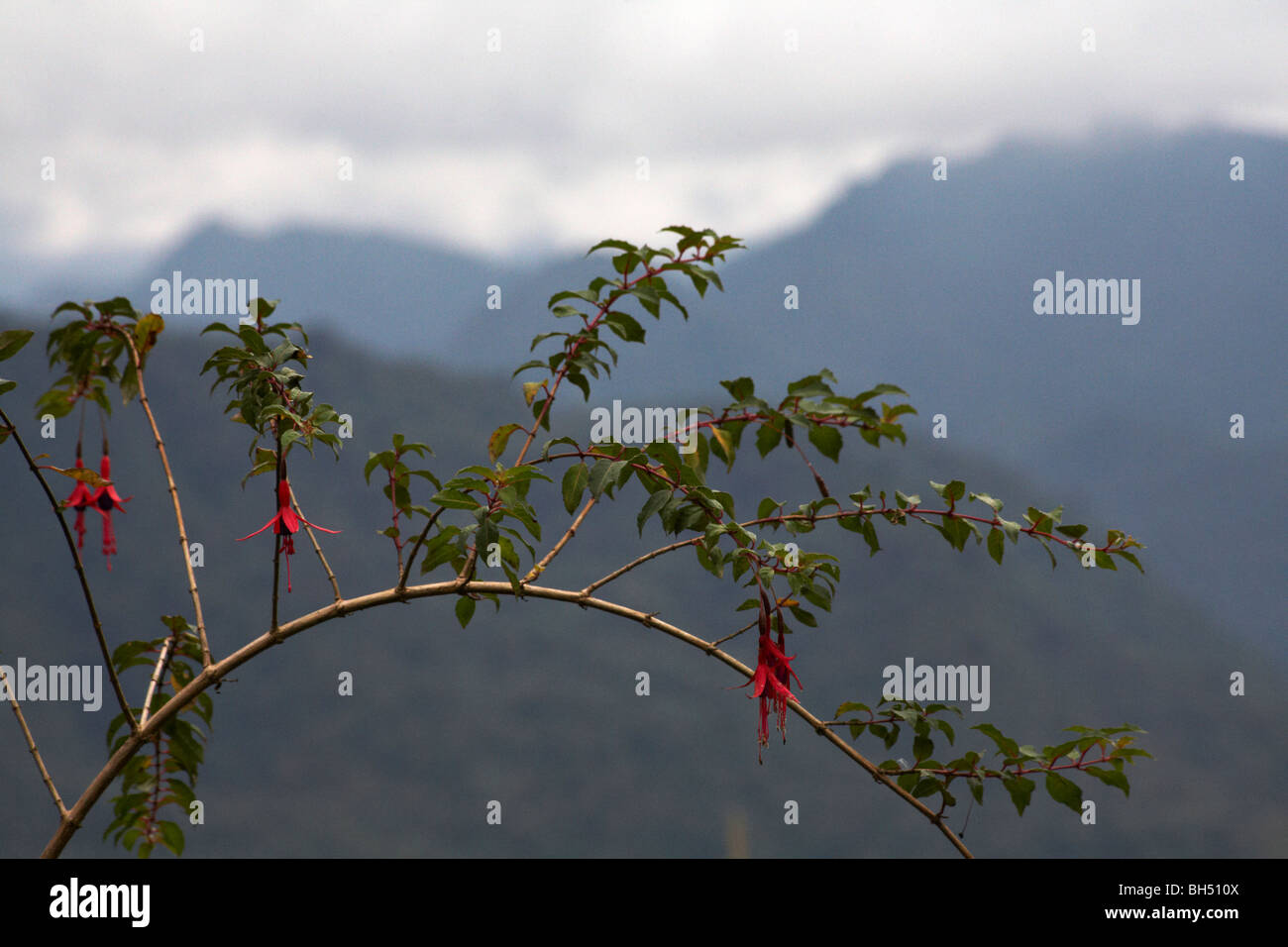 Fuchsia growing naturally with the mountains as backdrop. Stock Photo