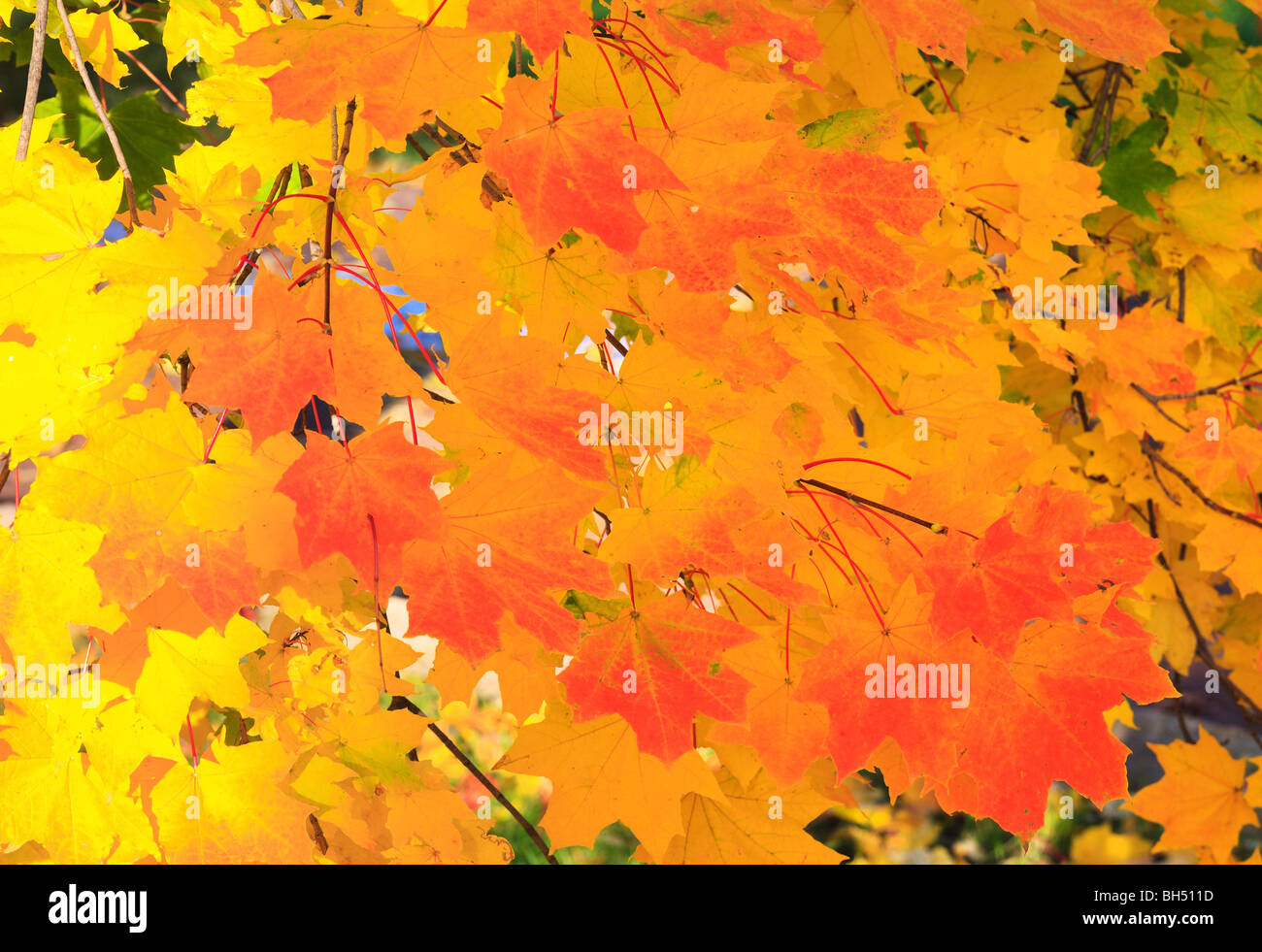 Golden tree foliage in autumn city park Stock Photo - Alamy