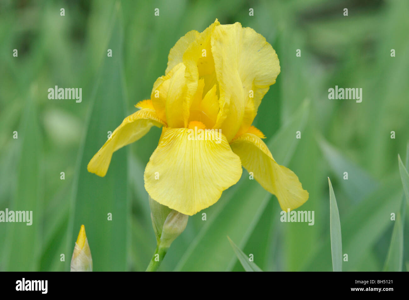 Tall bearded iris (Iris barbata elatior 'Goldfackel') Stock Photo