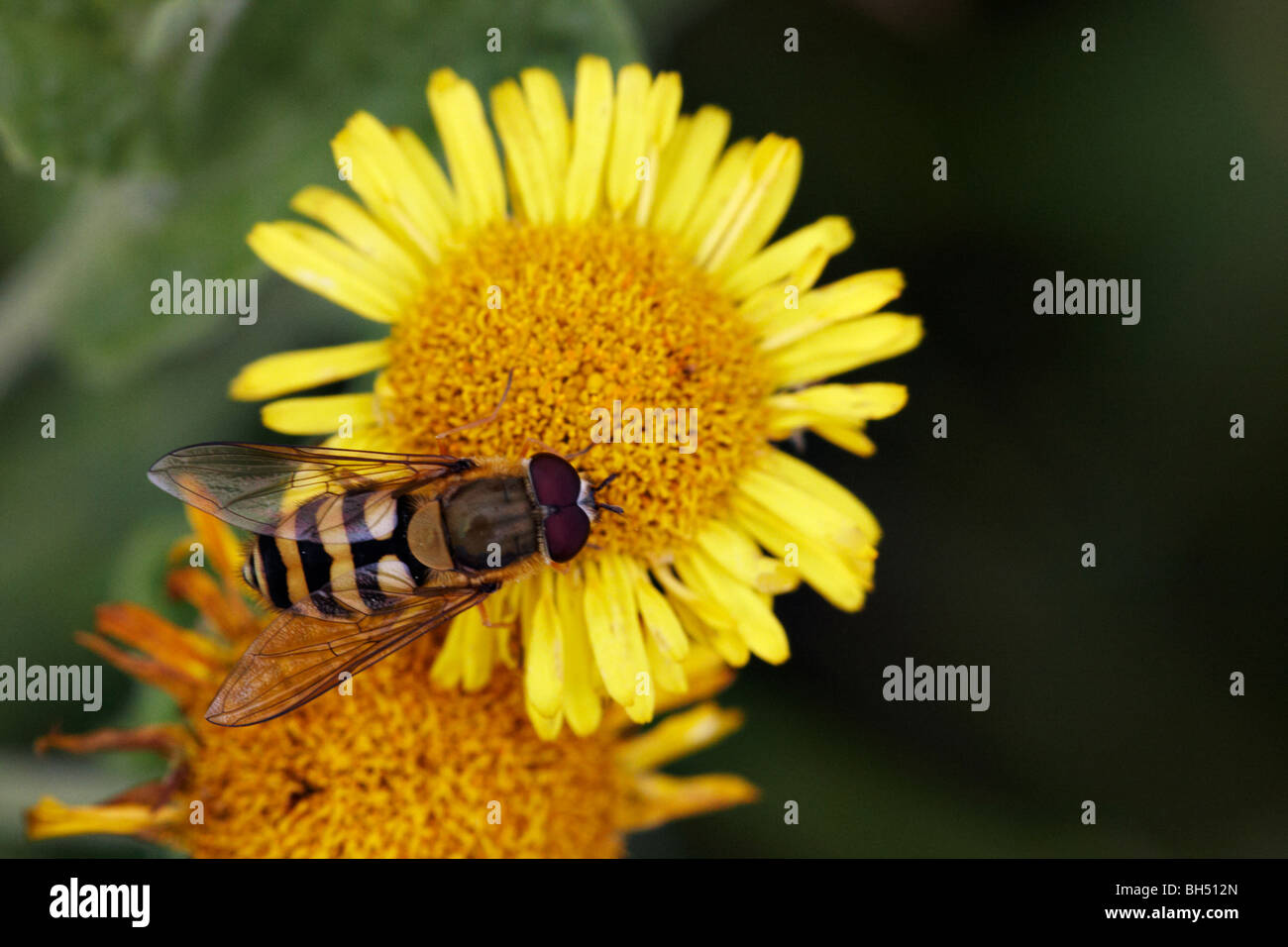 Wasp like hoverfly (syrphus ribesii) on common fleabane (Pulicaria dysenterica) in summer. Stock Photo