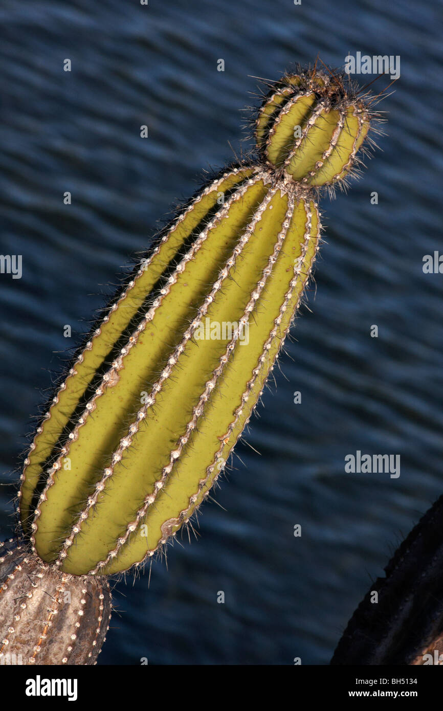 Close-up of Candelabra cactus (Jasminocereus thouarsii var delicatus) at Punta Moreno, Isabela Island. Stock Photo