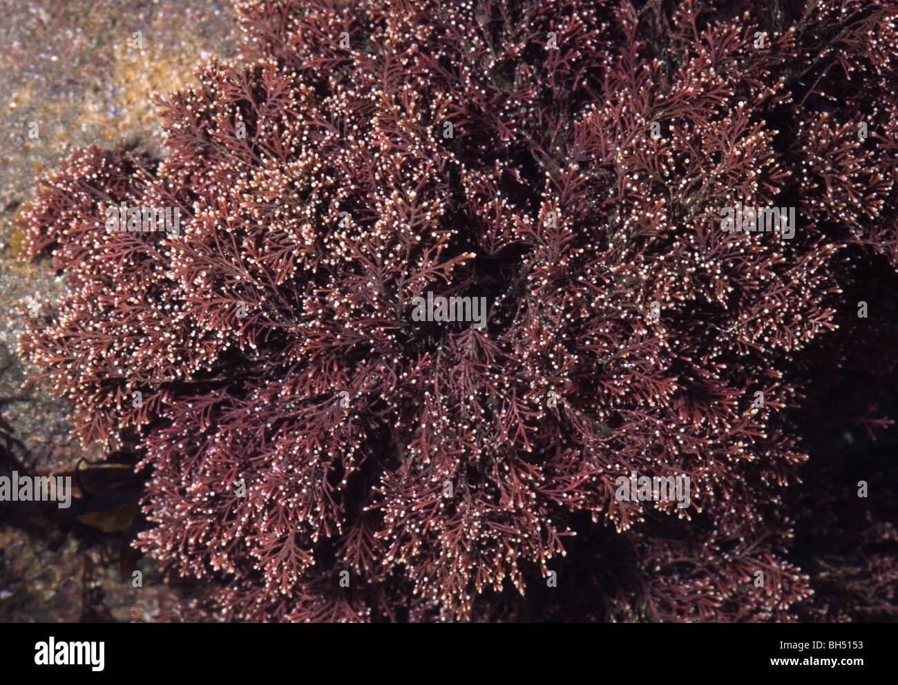 Close-up of seaweed (Polysiphonia lanosa) growing on another species of seaweed in a rock pool at low tide. Stock Photo