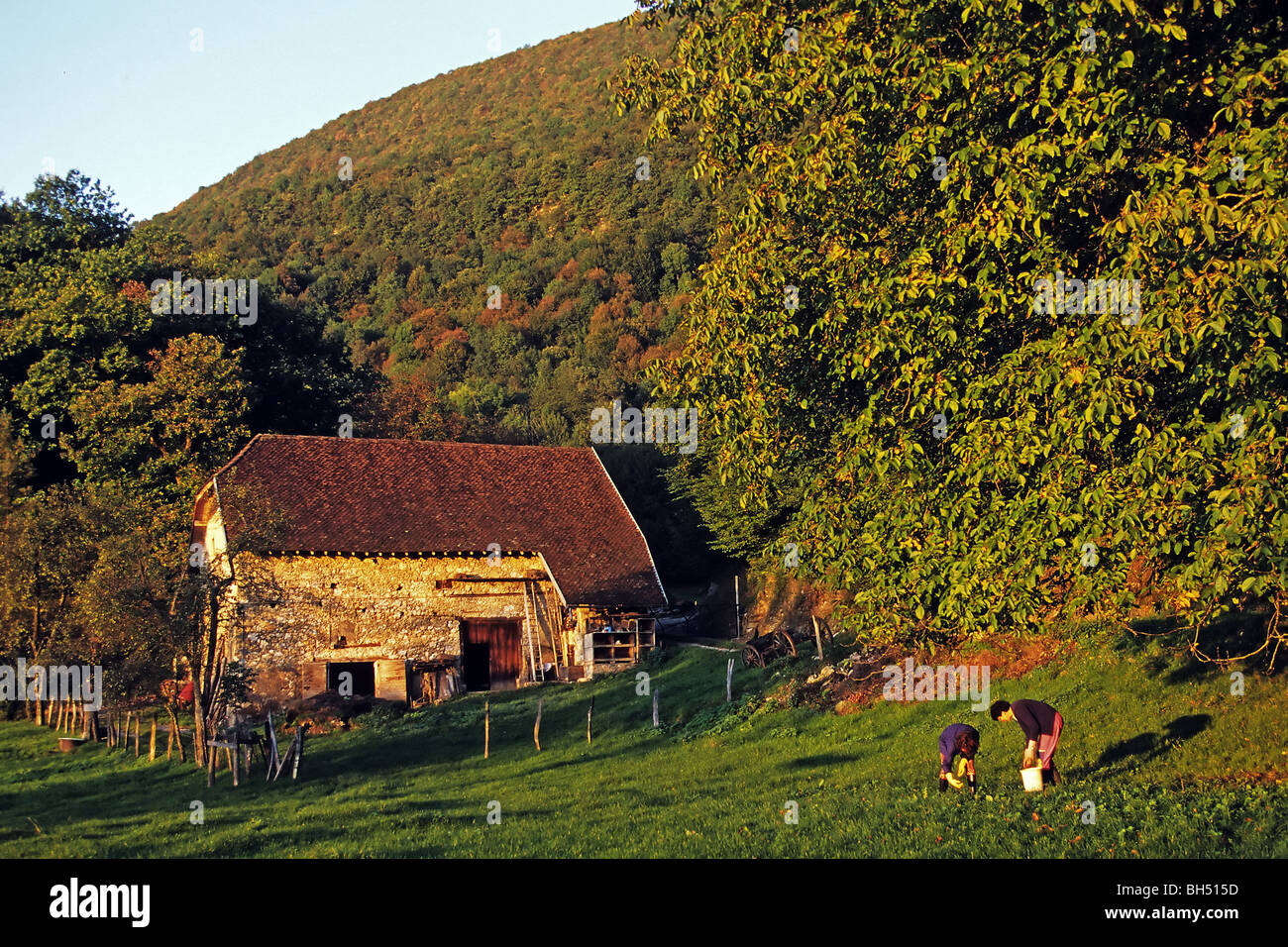 HARVESTING AND GATHERING THE WALNUTS OF AIGUEBELETTE, SAVOY (73), FRANCE Stock Photo