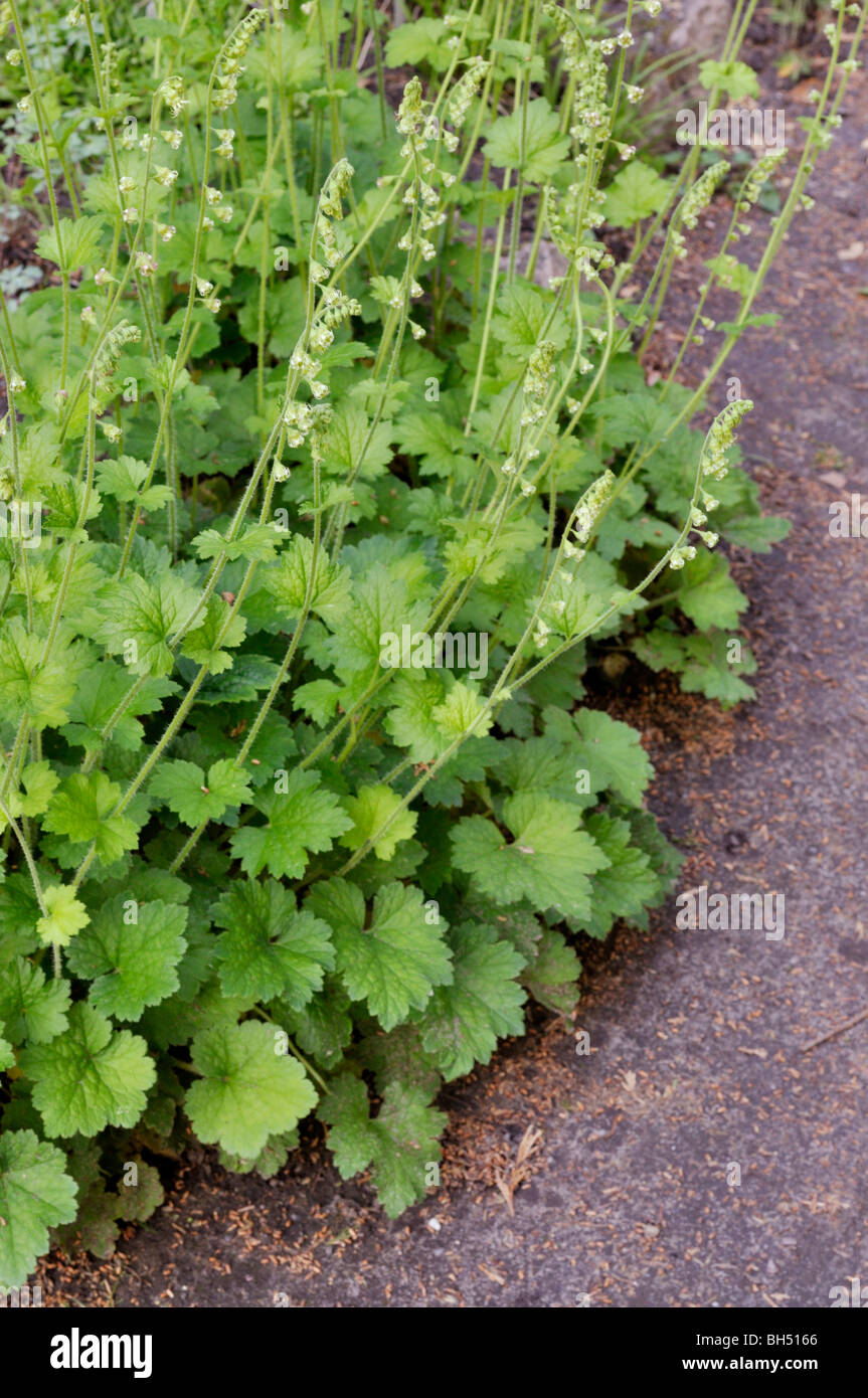 Fragrant fringecup (Tellima grandiflora) Stock Photo