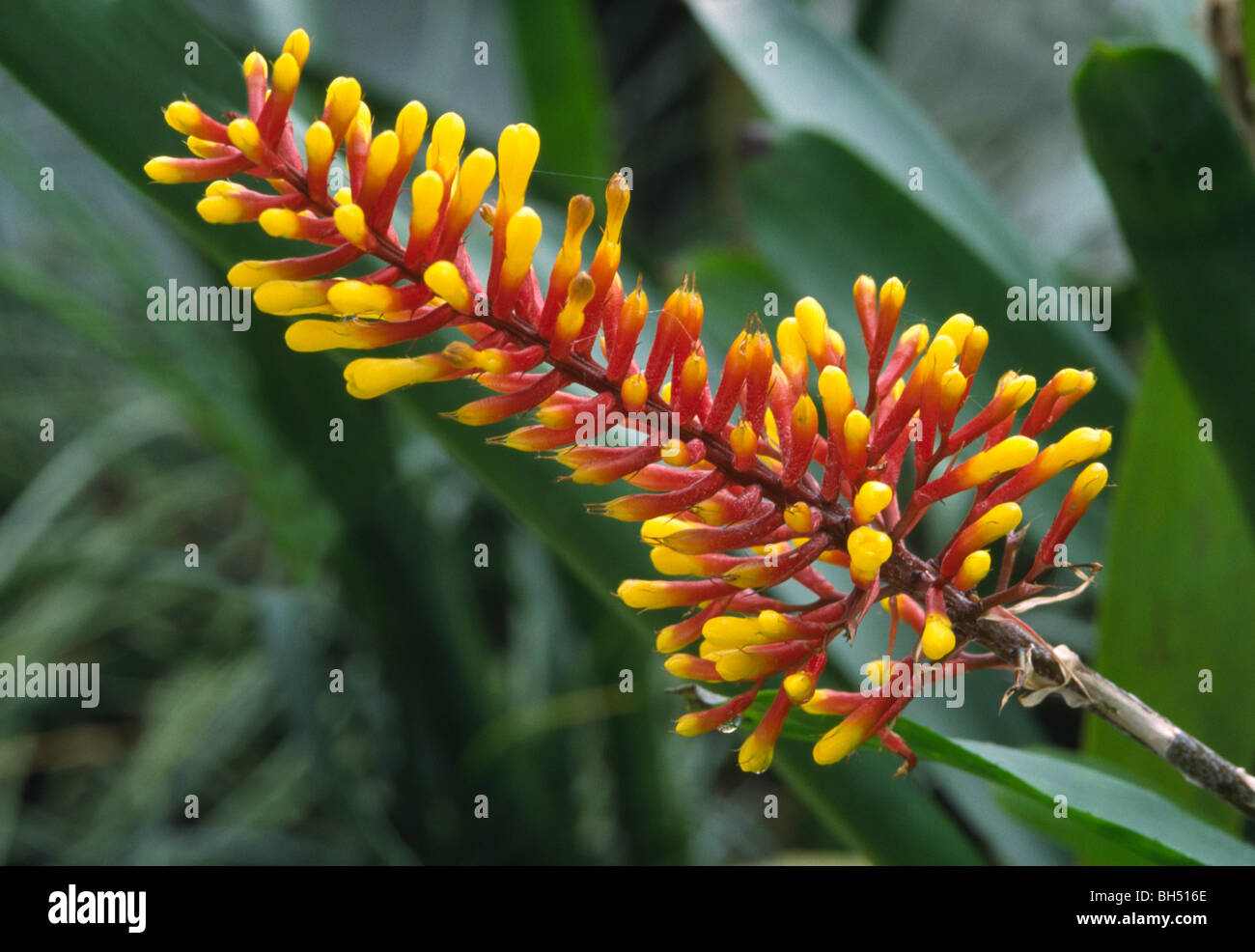 Close-up of a bromeliad flower (Aechmea winkleri) growing in a hothouse in Kew Gardens. Stock Photo