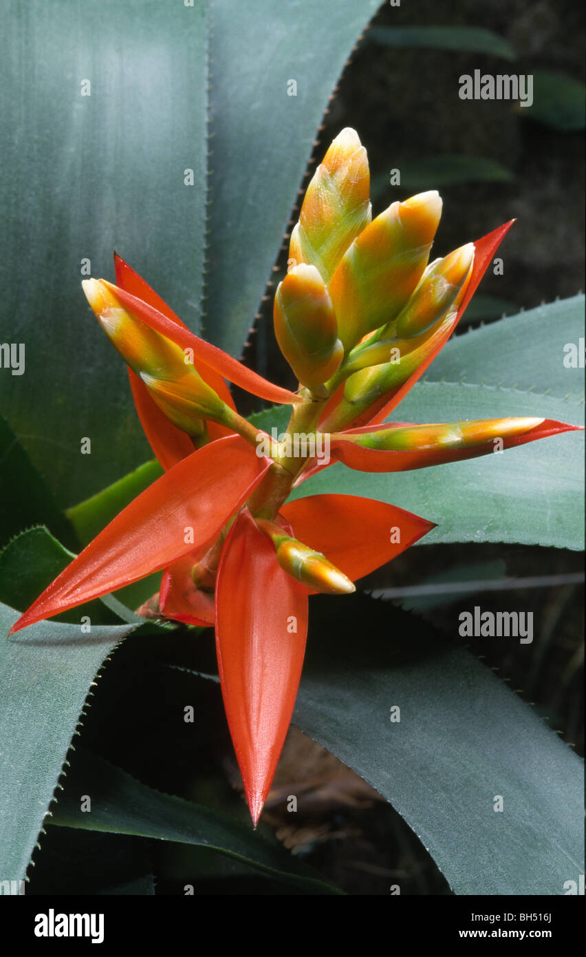 Close-up of a bromeliad flower (Aechmea romeroi) growing in a hothouse in Kew Gardens. Stock Photo