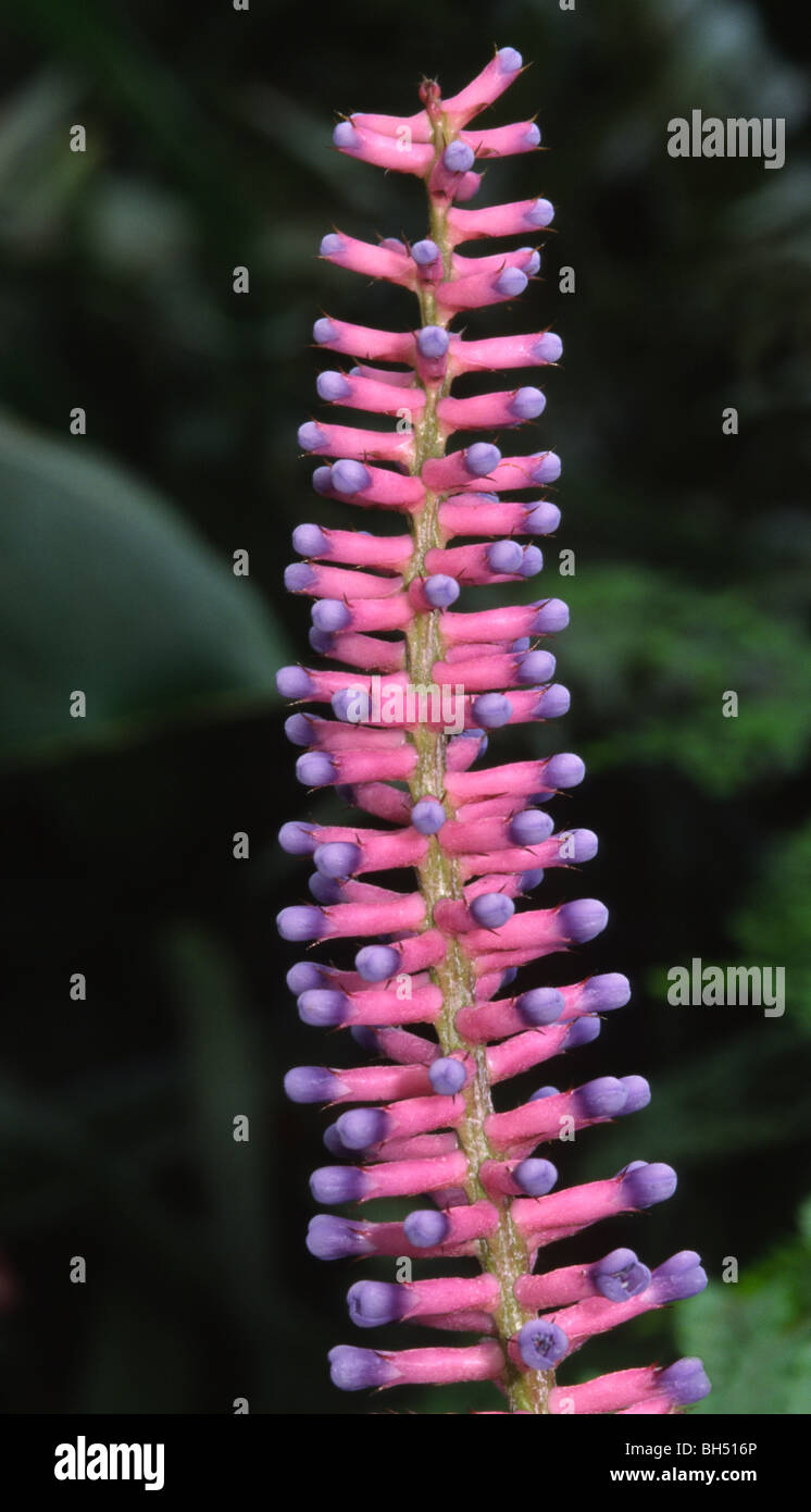 Close-up of a bromeliad flower (Aechmea gamosepala) growing in a hothouse in the Botanical Gardens. Stock Photo