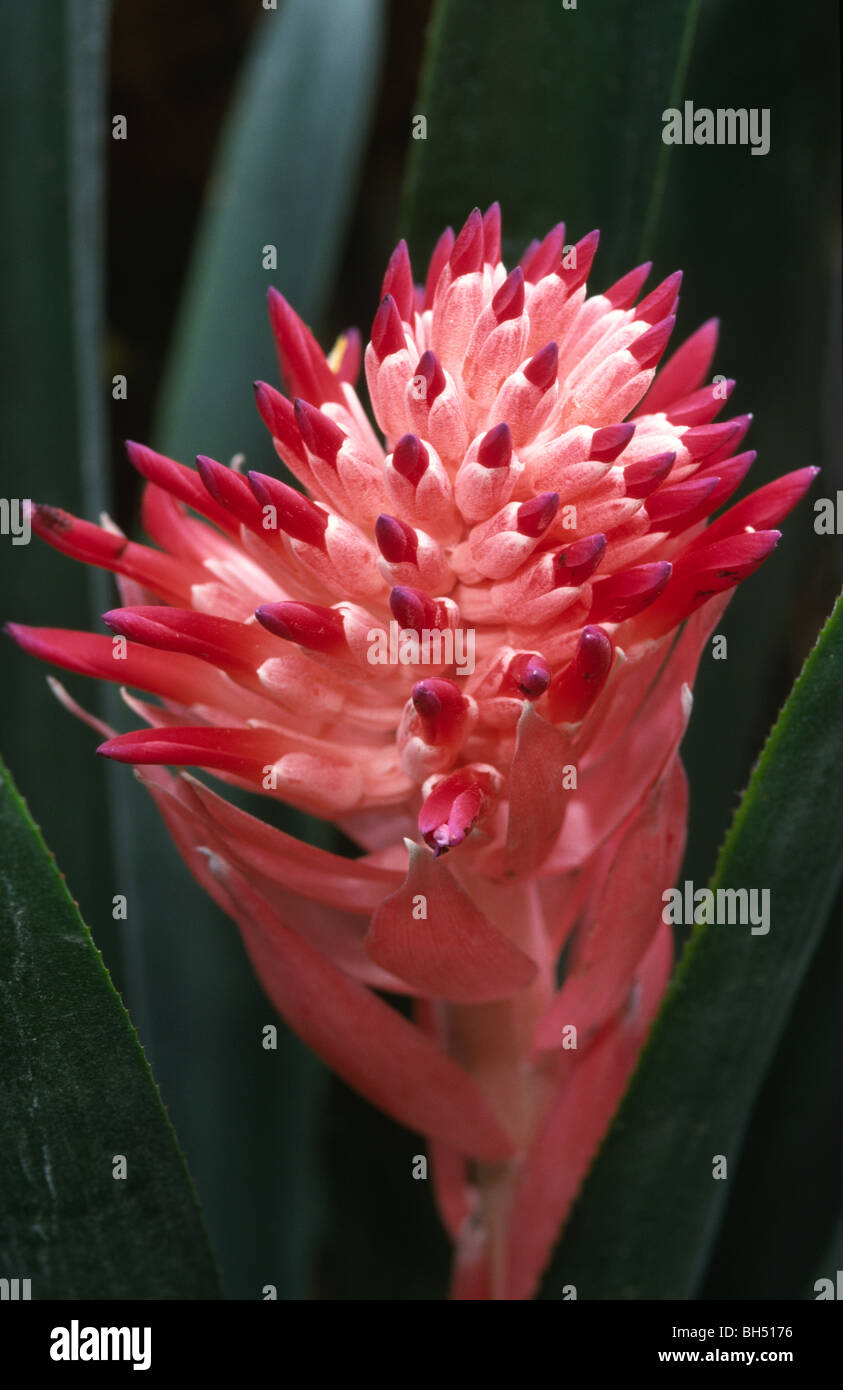 Close-up of a bromeliad flower (Bilbergia pyramidalis) growing in a hothouse in Kew Gardens. Stock Photo