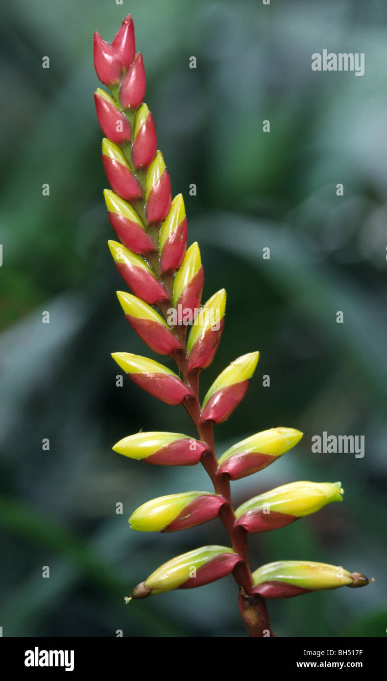 Close-up of a bromeliad flower (Vriesea platynema) growing in a hothouse in Kew Gardens. Stock Photo