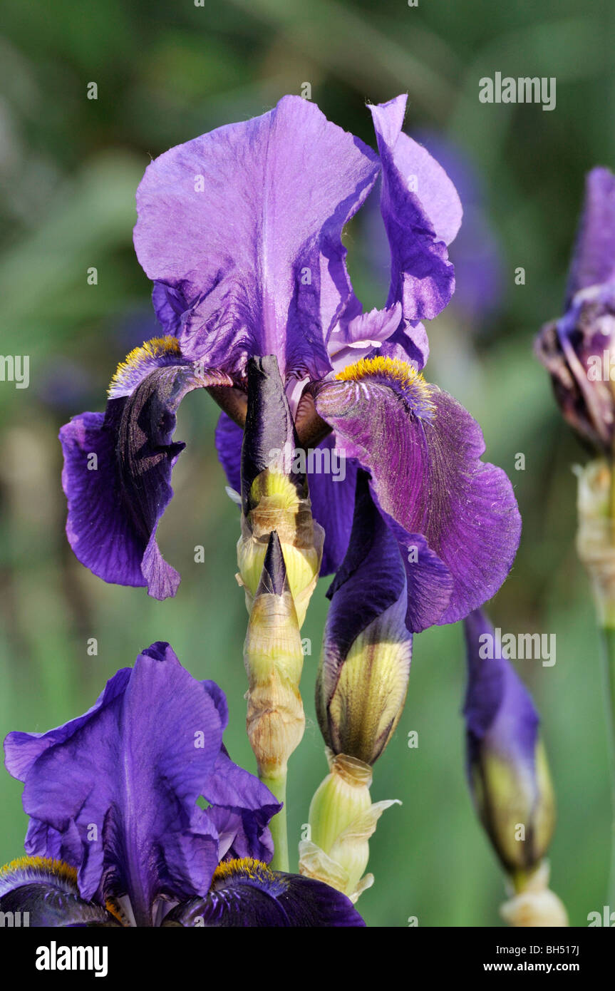 Tall bearded iris (Iris barbata elatior 'Midnight Blue') Stock Photo