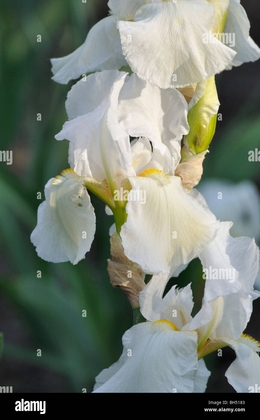 Tall bearded iris (Iris barbata elatior 'New Snow') Stock Photo