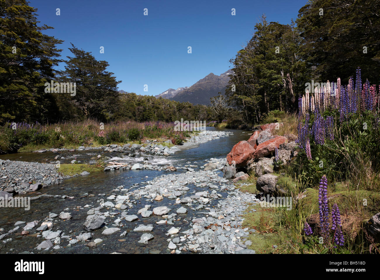 Stunning scenery of lupins, stream and snow capped mountains in the background at Cascade Creek, South Island in January. Stock Photo