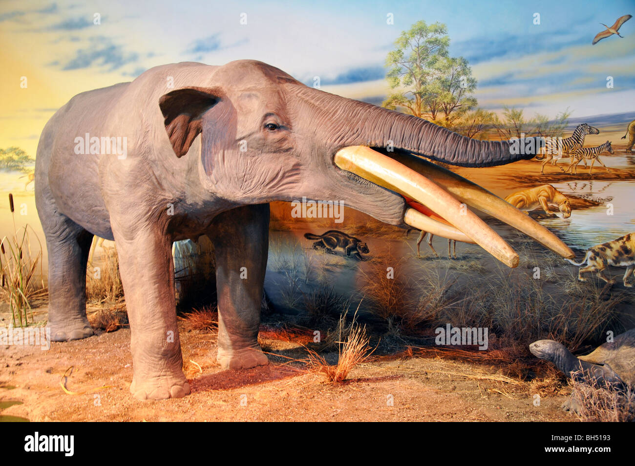 Megalodon museum hi-res stock photography and images - Alamy, image size:1300x953