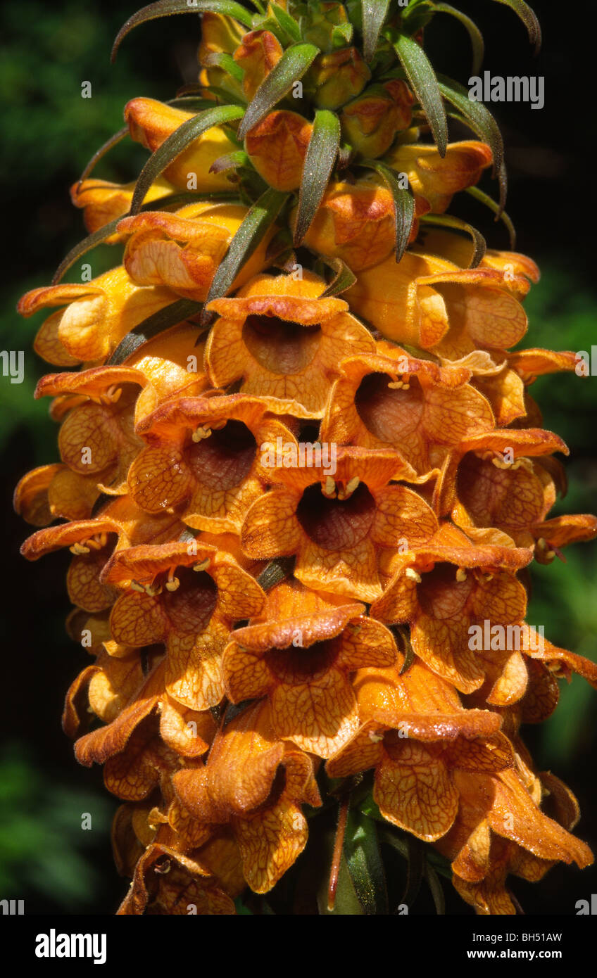 Close-up of a yellow foxglove flower spike (Isoplexis sceptrum) growing wild in a mountainous region. Stock Photo