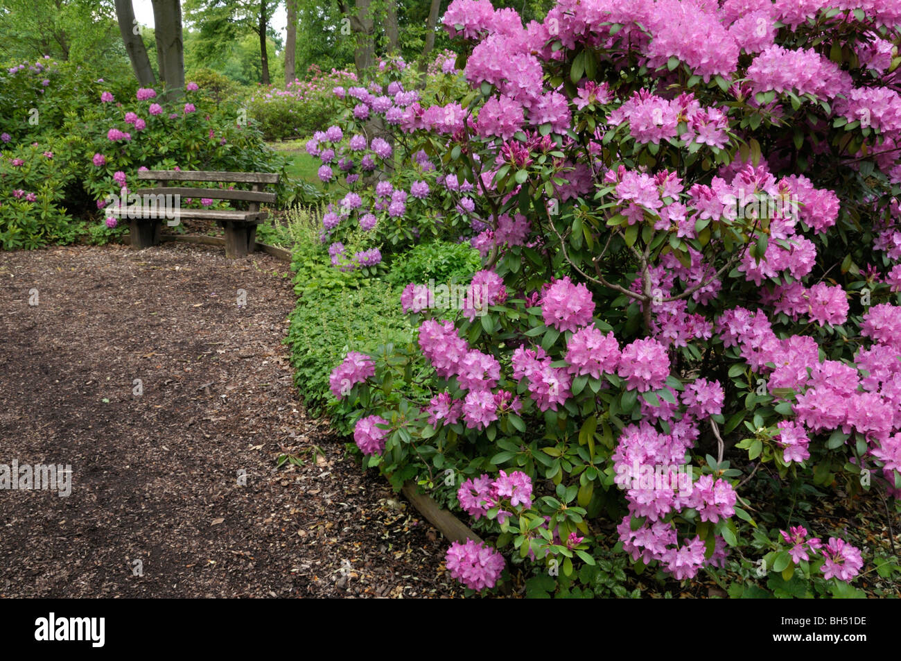Rhododendrons (Rhododendron) Stock Photo