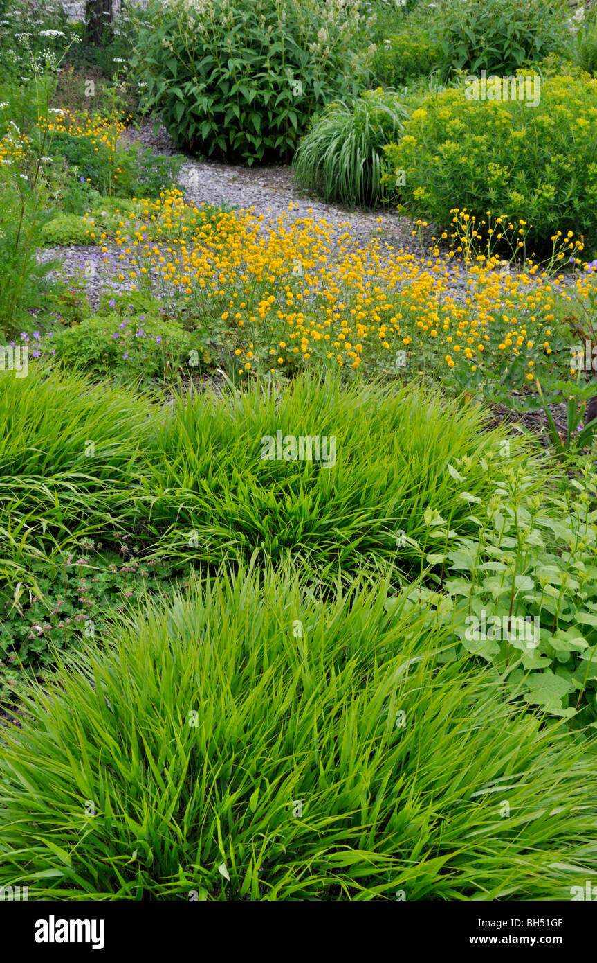 Japanese forest grass (Hakonechloa macra), meadow buttercup (Ranunculus acris 'Multiplex') and spurge (Euphorbia) Stock Photo