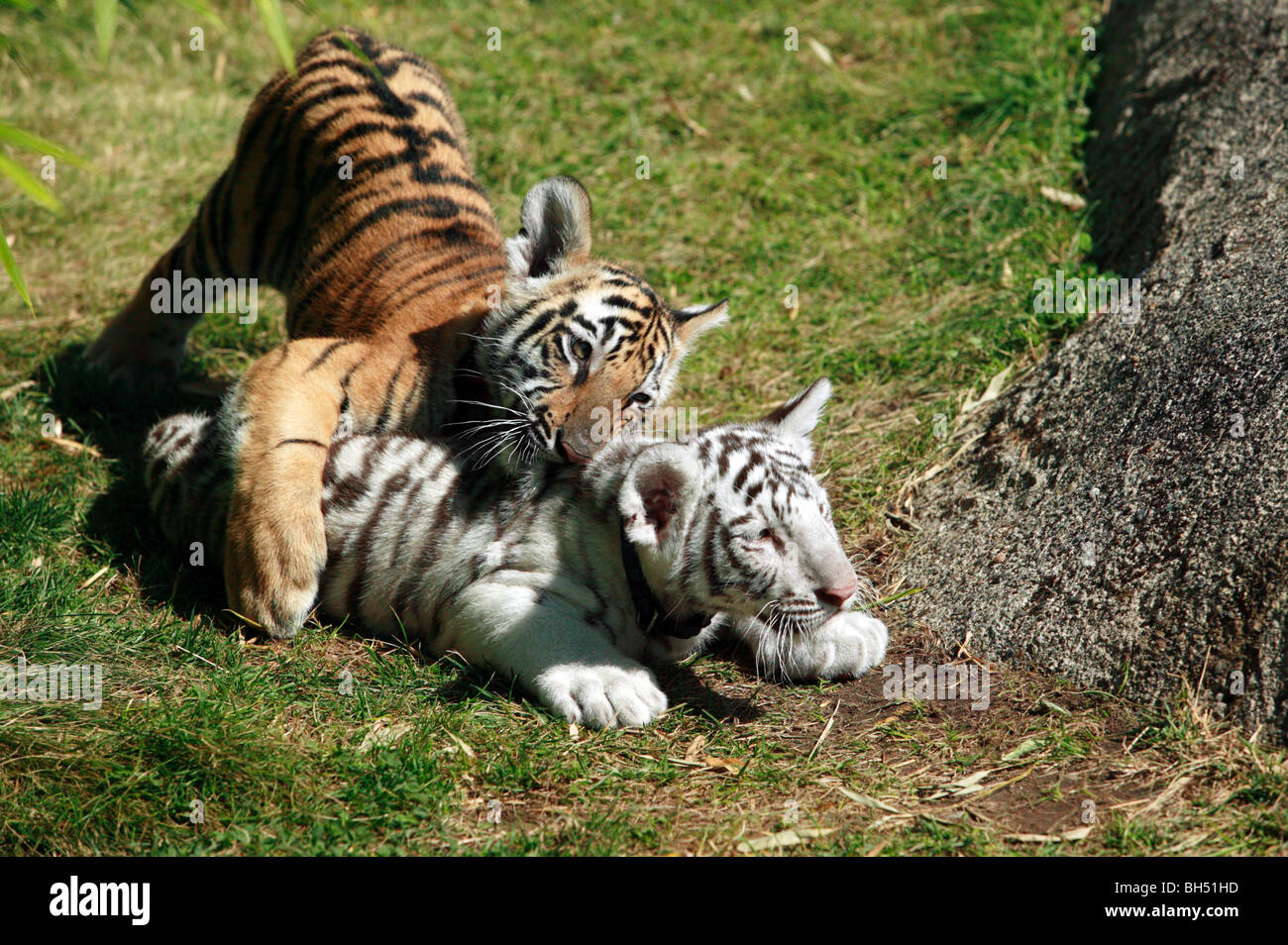 Two young Bengal Tiger Cubs play-fighting at Cougar Mountain Zoo Stock  Photo - Alamy