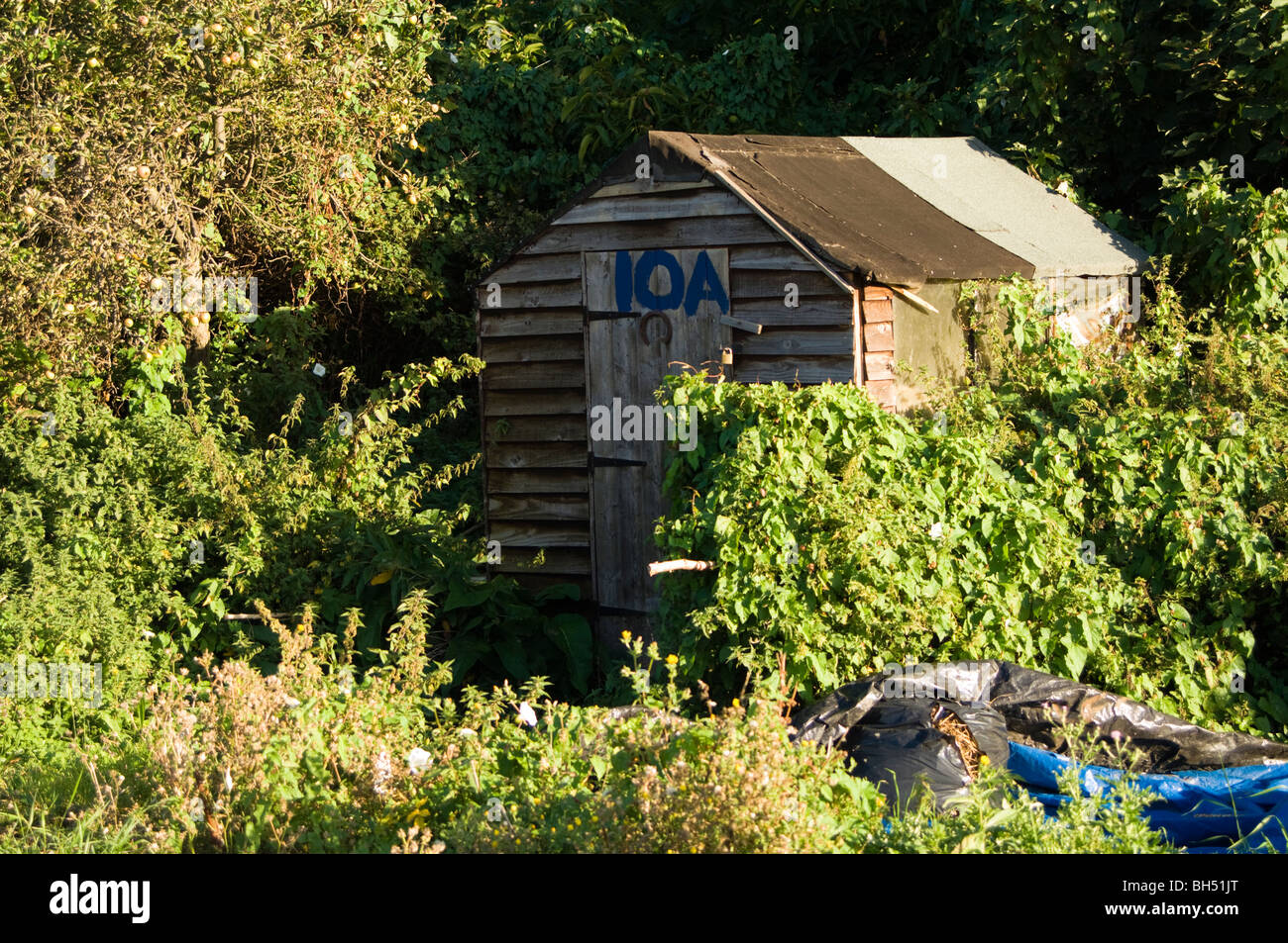 Timber shed felt roof hi-res stock photography and images - Alamy