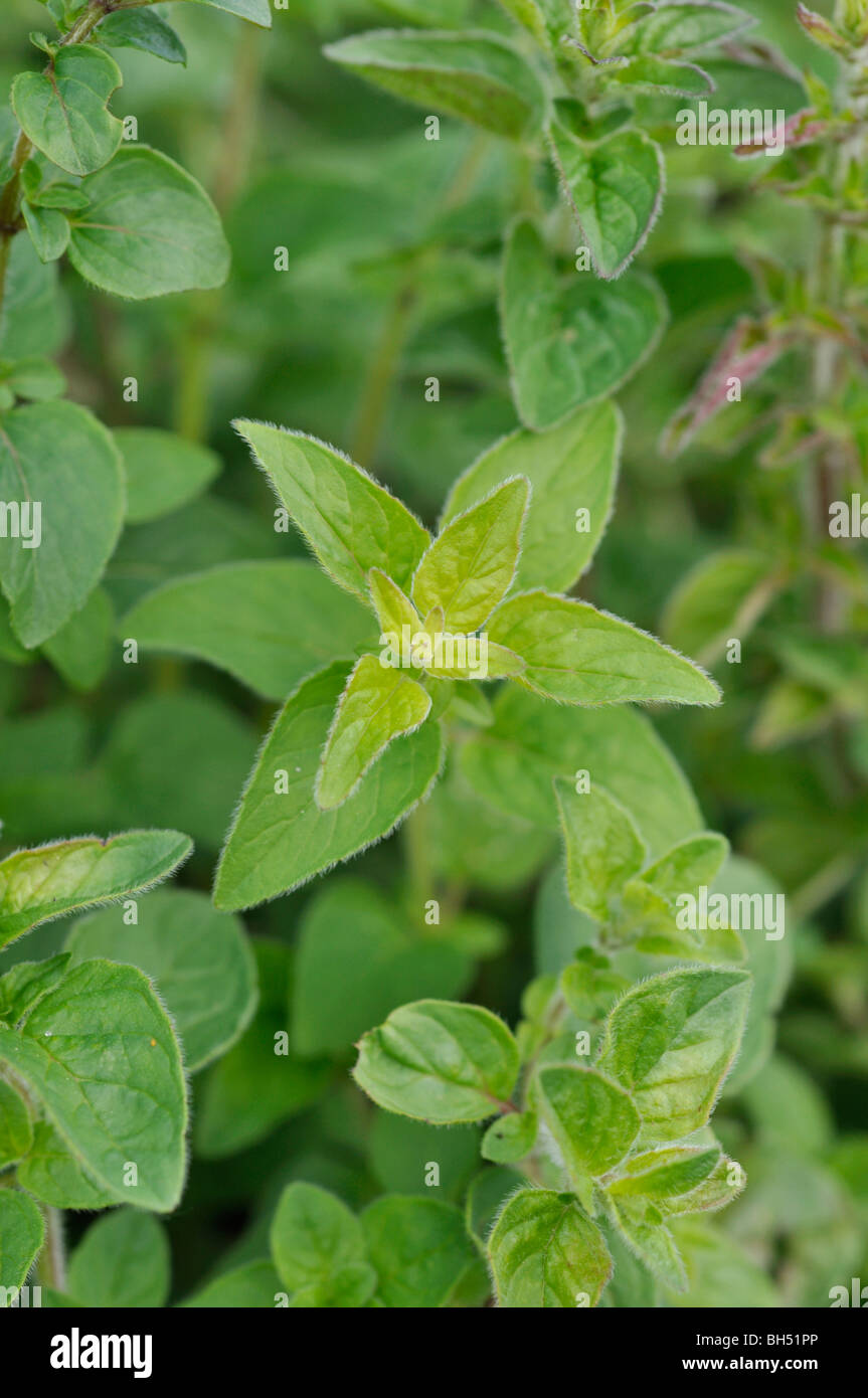 Greek oregano (Origanum vulgare Stock Photo Alamy