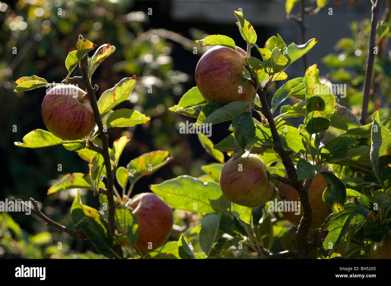 Apples (Malus domestica) growing on a tree on an allotment plot Stock Photo