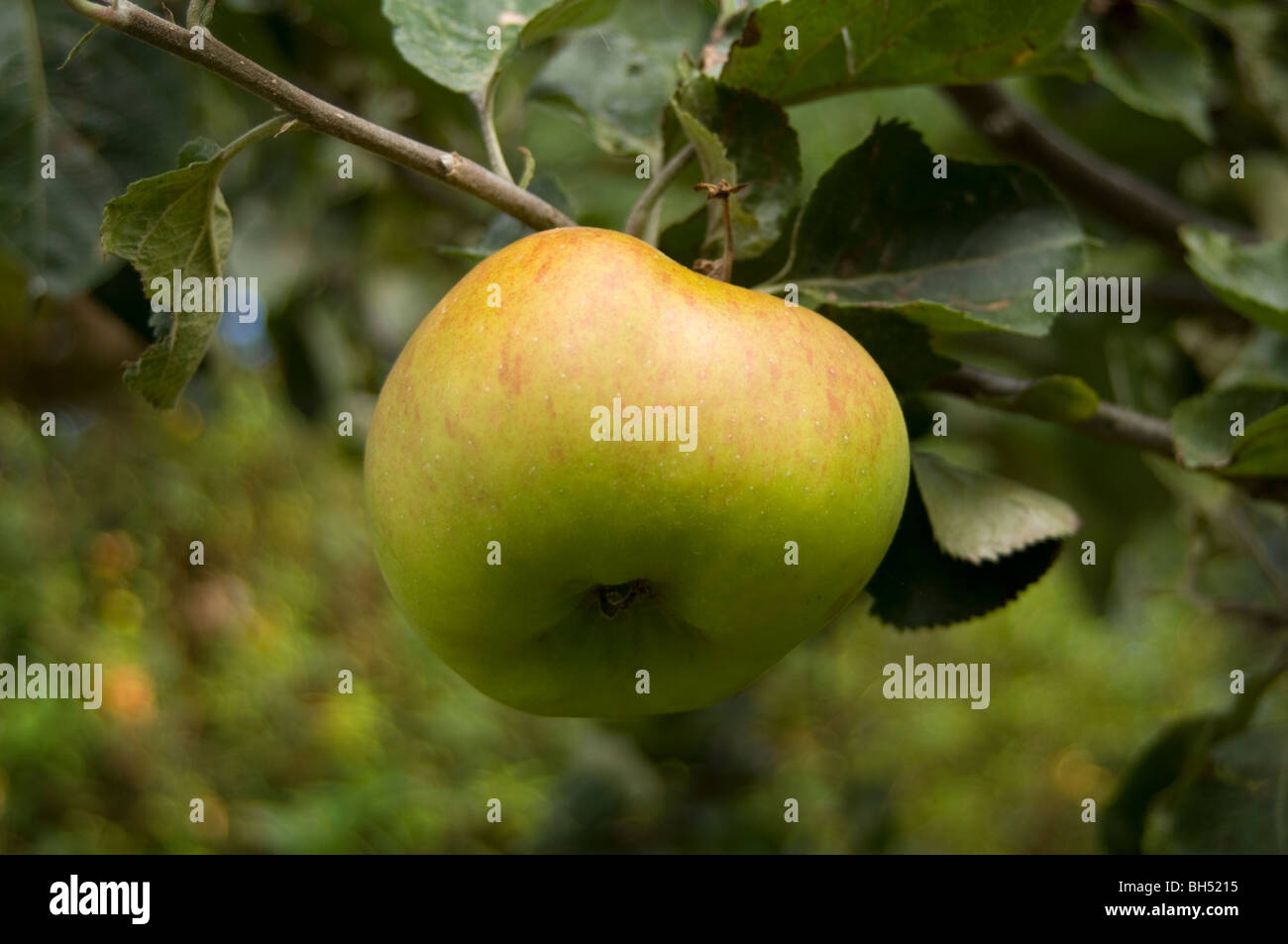 Apple (Malus domestica) growing on a tree on an allotment plot Stock Photo