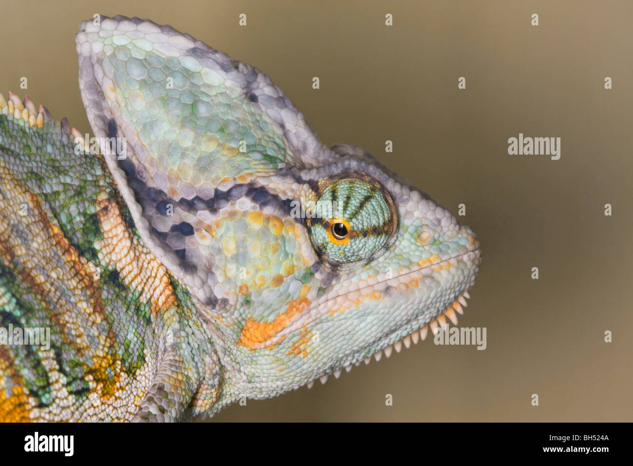 Yemen or veiled chamaeleon or chameleon (Chamaeleo calyptratus) close-up of head. Stock Photo