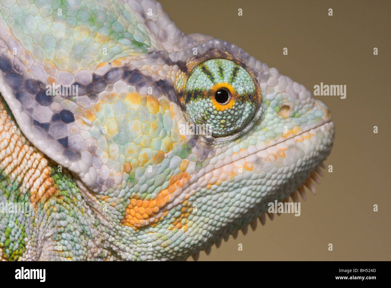 Yemen or veiled chamaeleon or chameleon (Chamaeleo calyptratus) close-up of head. Stock Photo