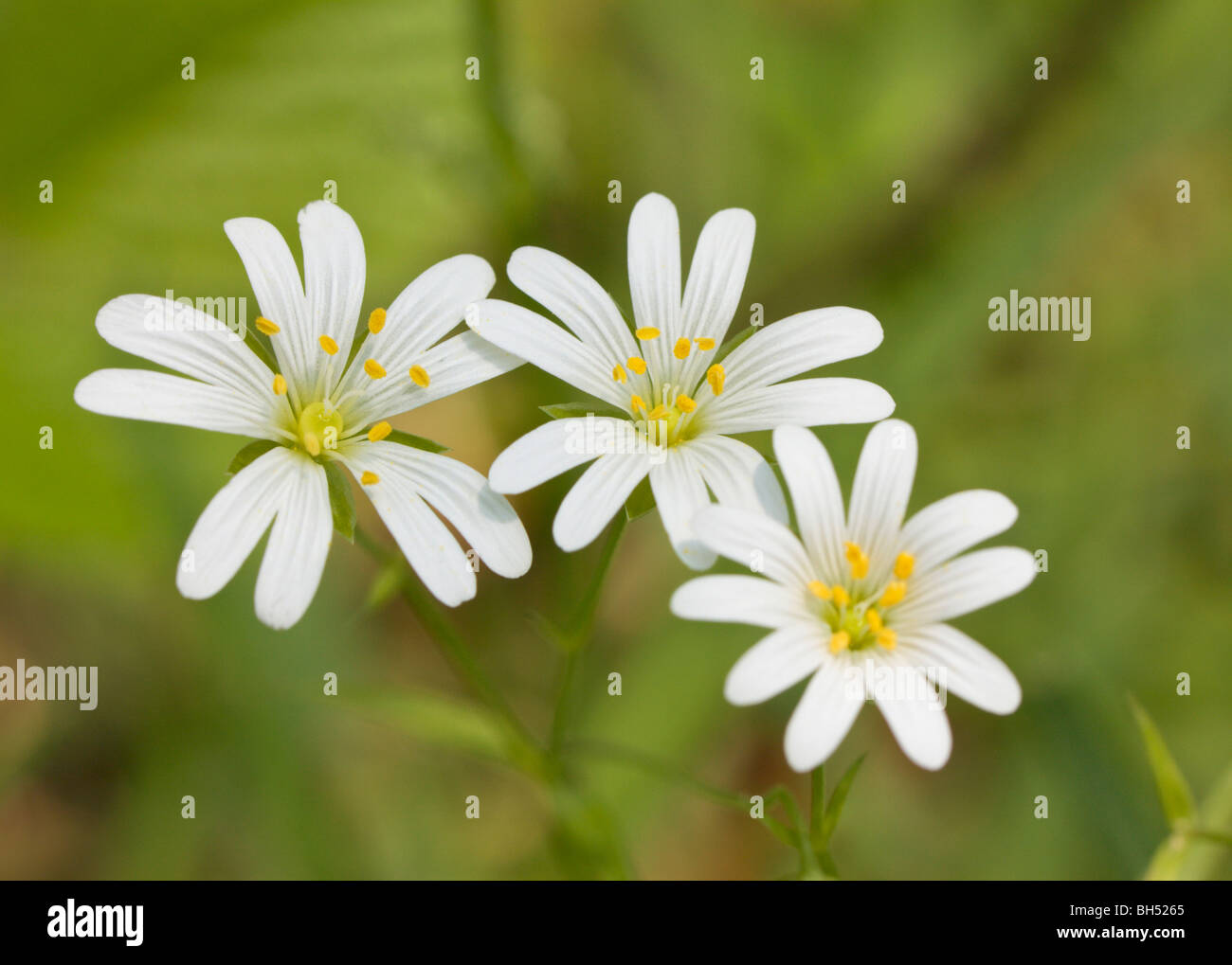 Stitchwort Uk High Resolution Stock Photography and Images - Alamy